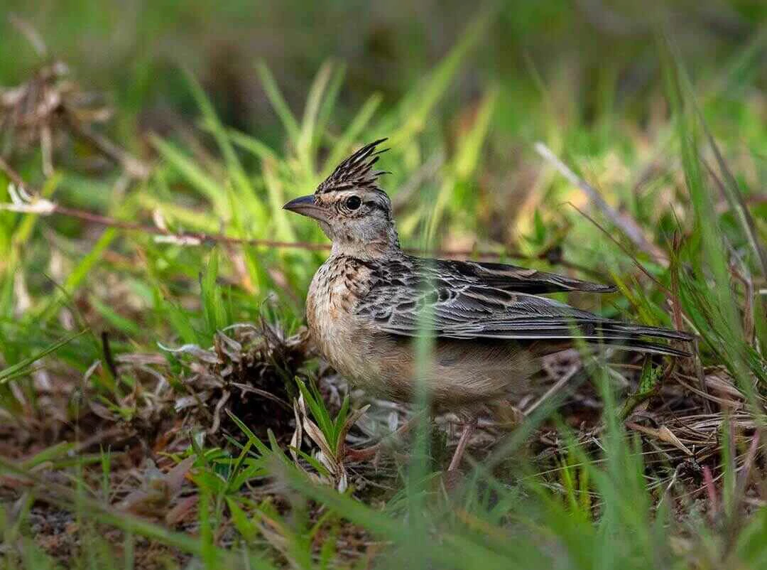 White-tailed Lark